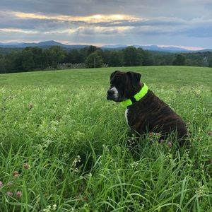 Meet your Posher, Aliesha